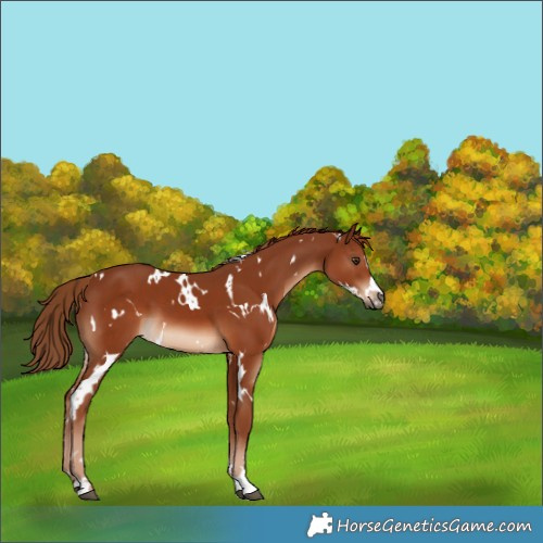 Horse Color:White Spotted Chestnut 