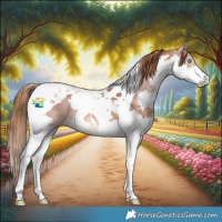 Horse Color:Chestnut Splash Tobiano Appaloosa