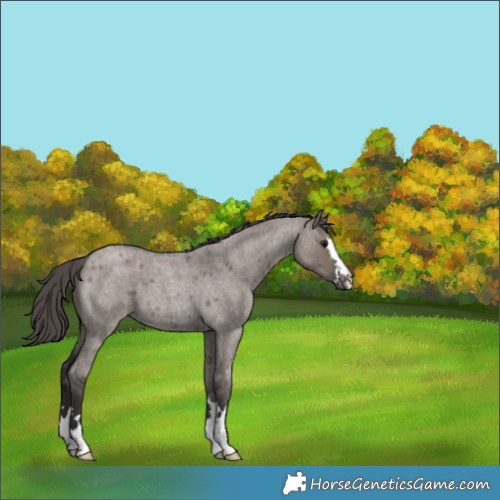 Horse Color:Smoky Grullo Roan Varnish 