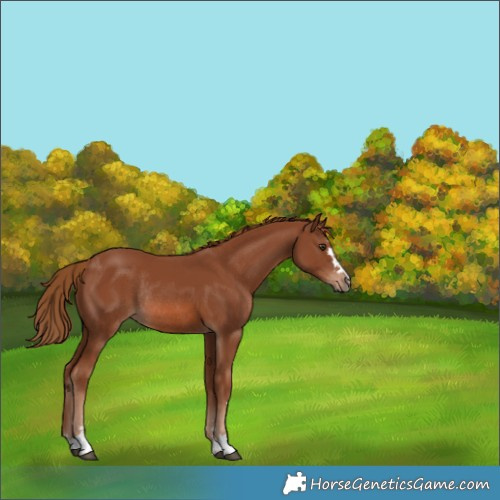 Horse Color:Chestnut Rabicano 