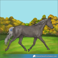Horse Color:Silver Black 