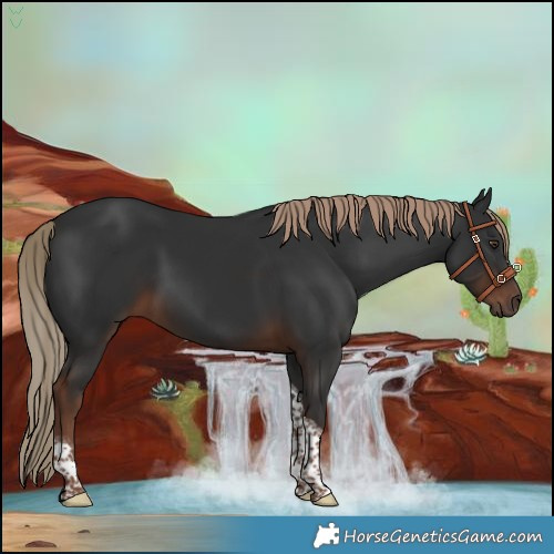 Horse Color:Liver Chestnut Tobiano Rabicano 
