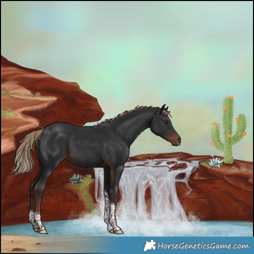 Horse Color:Liver Chestnut Tobiano Rabicano