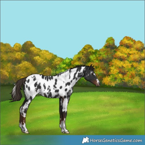 Horse Color:Gray White Spotted Liver Chestnut Near Leopard Rabicano 