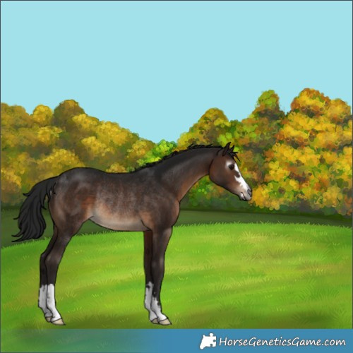Horse Color:Gray Brown Rabicano 