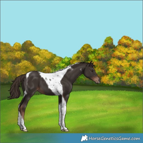 Horse Color:Liver Chestnut Tobiano 