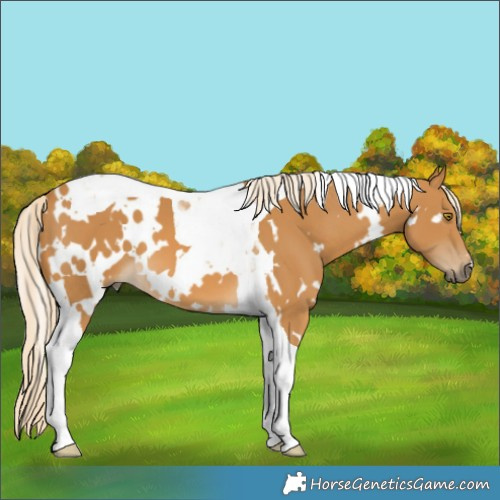 Horse Color:White Spotted Palomino Tobiano 