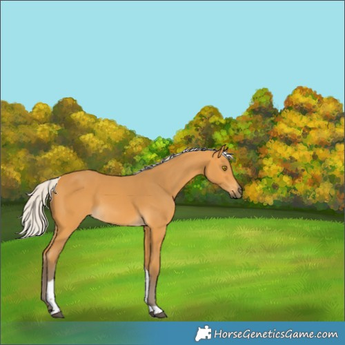 Horse Color:Silver Buckskin Tobiano 