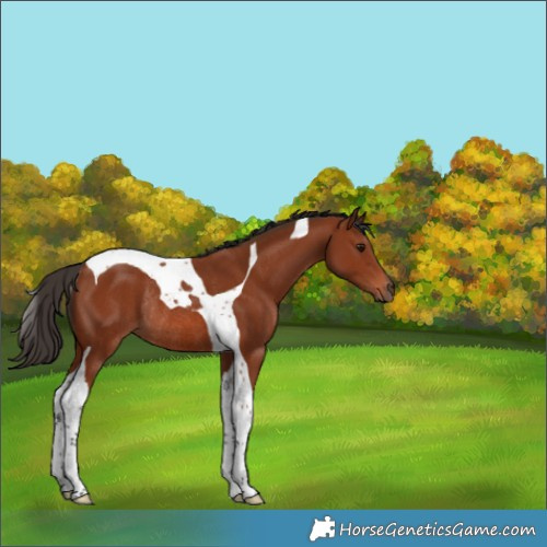Horse Color:Bay Tobiano Rabicano 