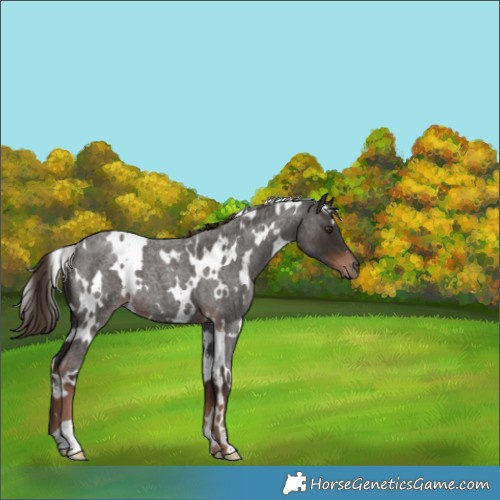 Horse Color:White Spotted Liver Red Roan 