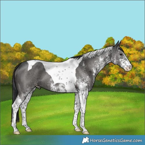 Horse Color:White Spotted Black Tobiano 