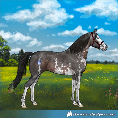 Horse Color:Gray Brown Sabino Splash