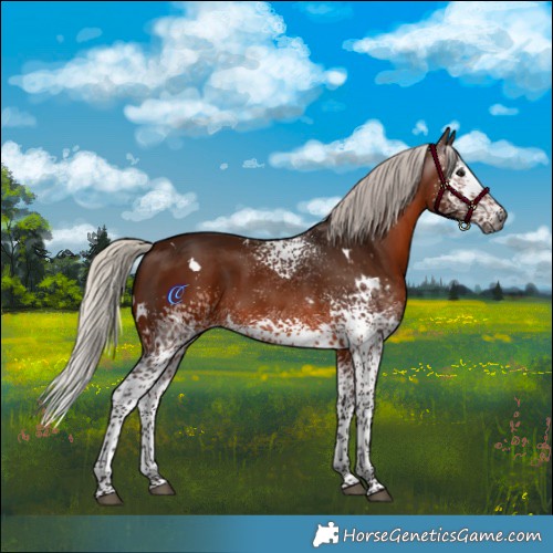 Horse Color:Gray White Spotted Silver Bay Rabicano