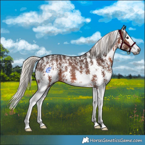Horse Color:Gray Silver Brown Sabino Splash 