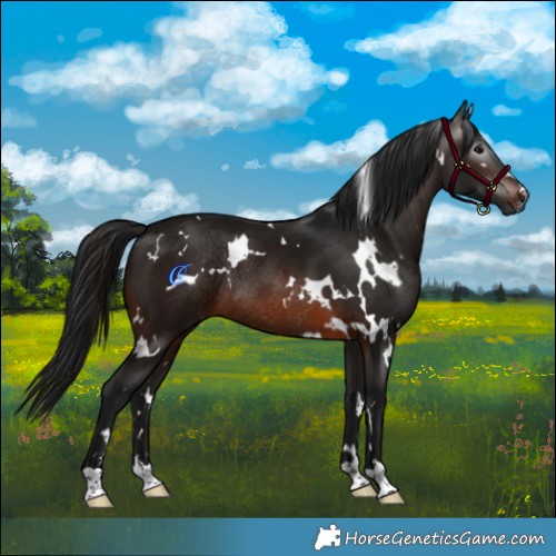 Horse Color:Gray White Spotted Brown Rabicano 