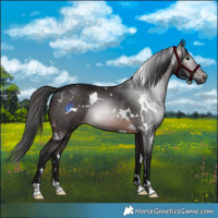 Horse Color:Gray White Spotted Brown Rabicano