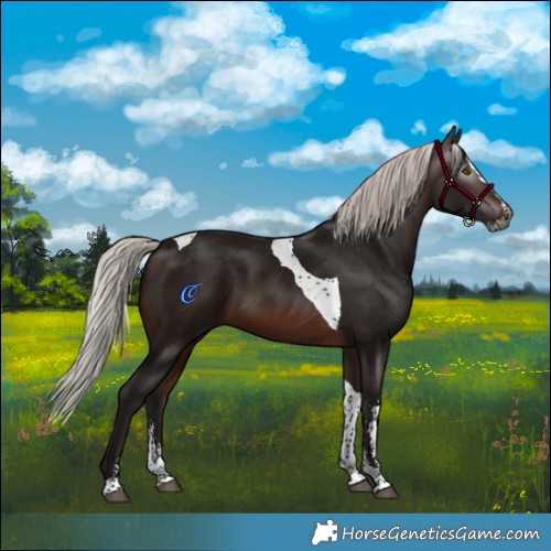 Horse Color:Gray Silver Brown Sabino Splash Tobiano