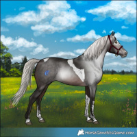 Horse Color:Gray Silver Brown Sabino Splash Tobiano 