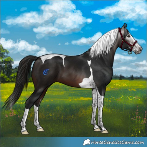 Horse Color:Gray White Spotted Bay Splash Tobiano 