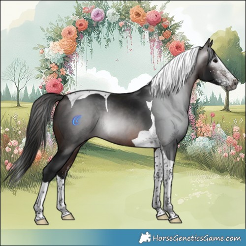 Horse Color:Gray White Spotted Bay Splash Tobiano