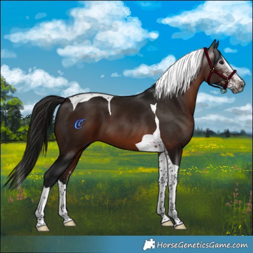 Horse Color:Gray White Spotted Bay Splash Tobiano