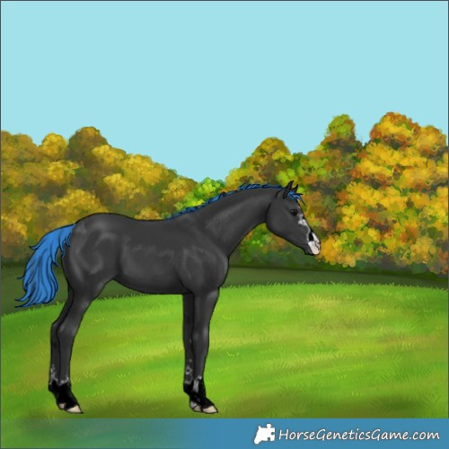 Horse Color:Painted Black 
