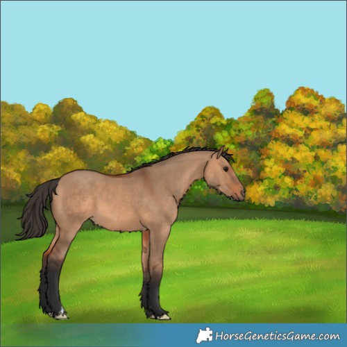 Horse Color:Bay Dun
