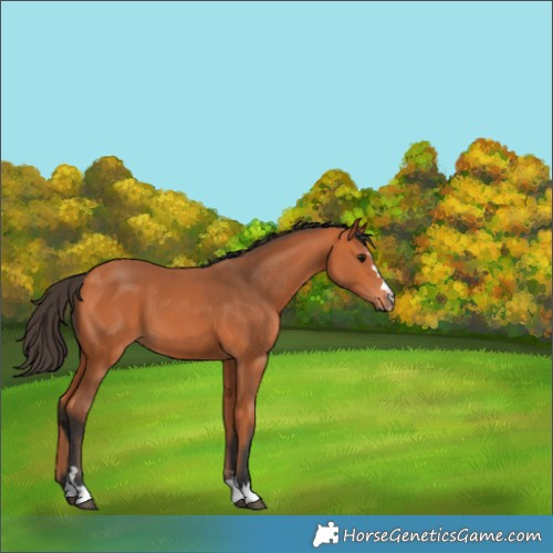 Horse Color:Bay 