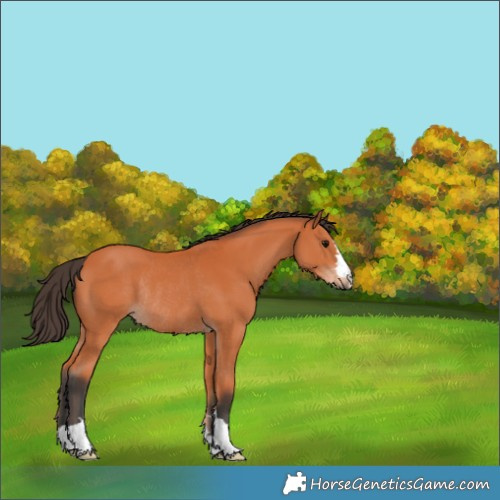 Horse Color:Bay Rabicano 