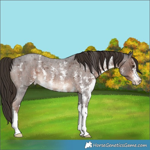 Horse Color:Liver Red Roan Sabino