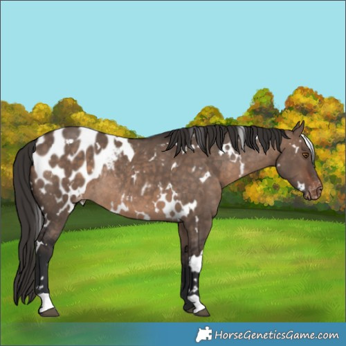 Horse Color:White Spotted Brown Dun Appaloosa Rabicano