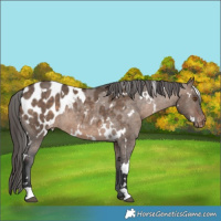 Horse Color:White Spotted Brown Dun Appaloosa Rabicano 