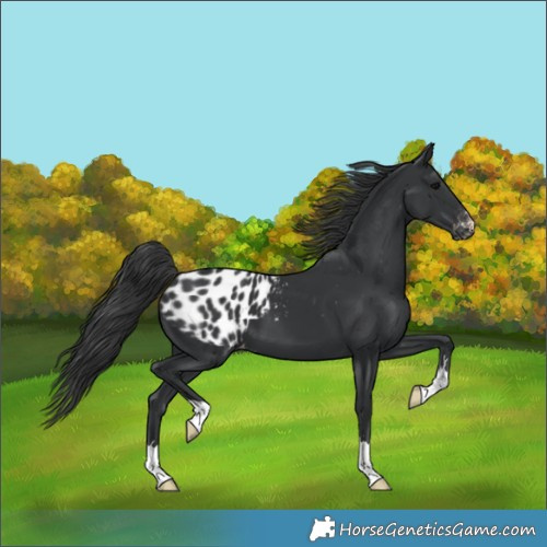 Horse Color:Black Blanket 