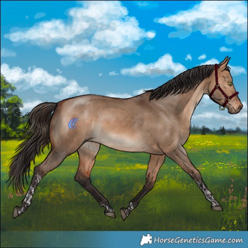 Horse Color:Bay Dun Tobiano Rabicano 