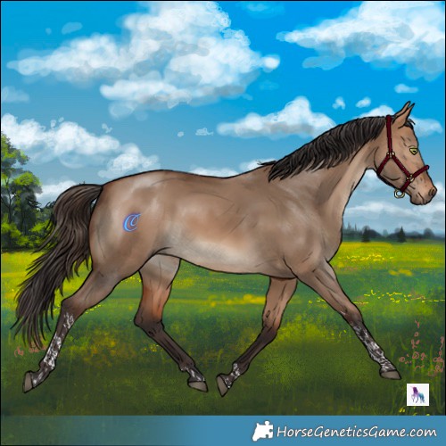 Horse Color:Bay Dun Tobiano Rabicano 