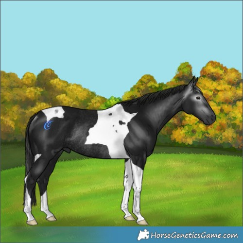 Horse Color:Gray Platinum Black Tobiano Rabicano