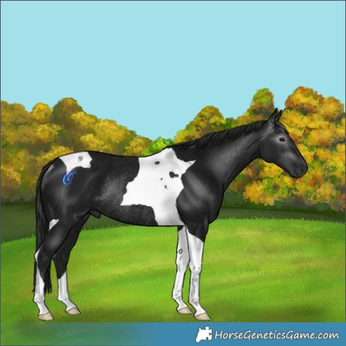 Horse Color:Gray Platinum Black Tobiano Rabicano