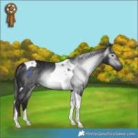 Horse Color:Gray Platinum Black Tobiano Rabicano 