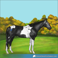 Horse Color:Gray Platinum Black Tobiano Rabicano 