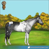 Horse Color:Gray Platinum Black Tobiano Rabicano 