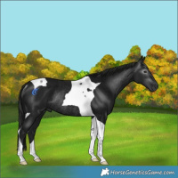 Horse Color:Gray Platinum Black Tobiano Rabicano 