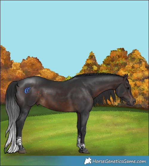 Horse Color:Brown Tobiano