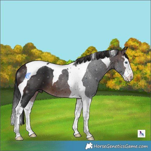 Horse Color:Brown Splash Tobiano 