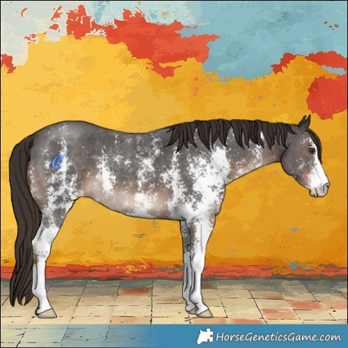 Horse Color:Liver Chestnut Sabino 