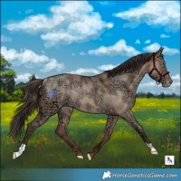 Horse Color:Sable Champagne Ice Dun Rabicano 
