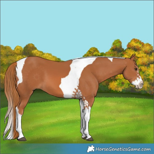 Horse Color:Chestnut Splash Tobiano 