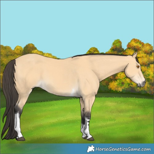 Horse Color:Buckskin Tobiano 