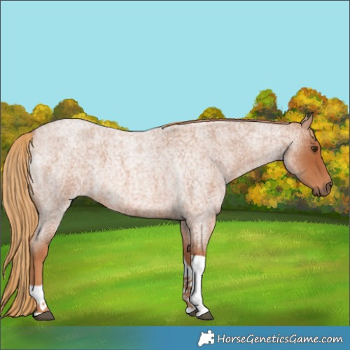 Horse Color:Red Roan Tobiano 