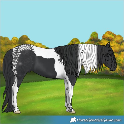 Horse Color:Black Tobiano 