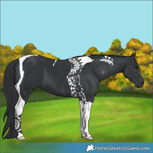 Horse Color:Black Tobiano 